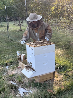 Auna inspecting a hive