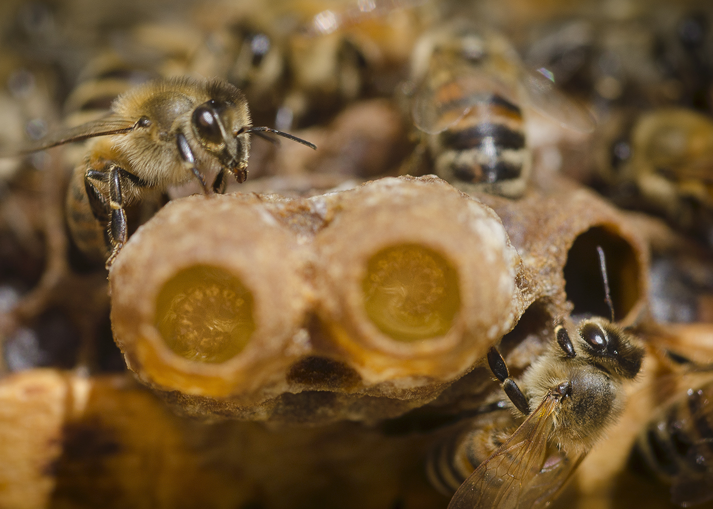 Worker bees tending to two queen larvae