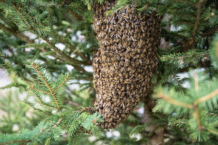 swarm of honey bees on a branch