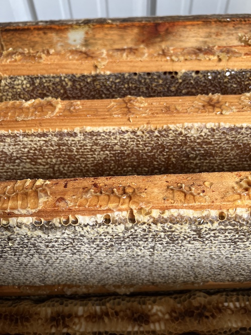 honey-laden frames