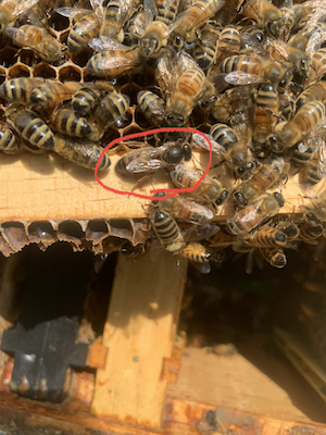 a close up picture of a queen bee on a frame with a red circle around her for easier identification.