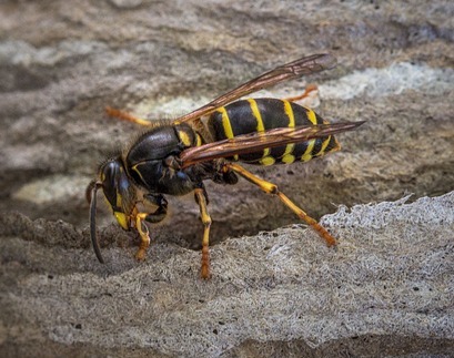 wasp photo